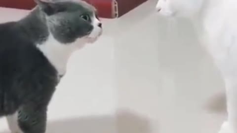 I found some Funny Pets on TikTok Just For You 😍|| Pet City
