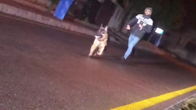 The Expert's Guide to dog running on night in road