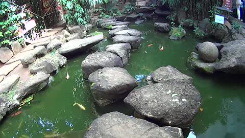 Garden pond fountain and ornamental fishes in Brazil