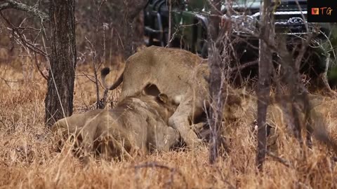 Lions Play Tug of War with Warthog Trying to Escape #viral #warthog
