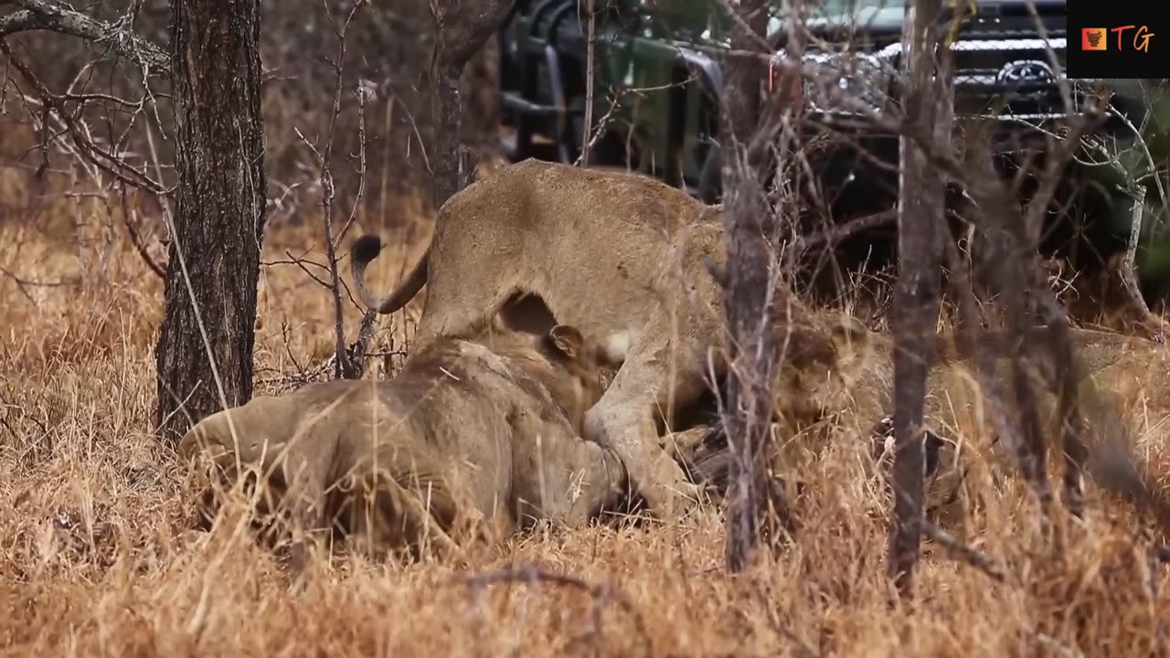 Lions Play Tug of War with Warthog Trying to Escape #viral #warthog