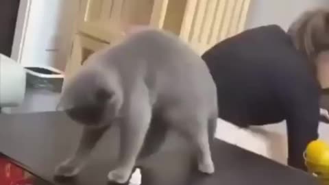 TRY NOT TO LAUGH WITH THIS LOVELY CAT