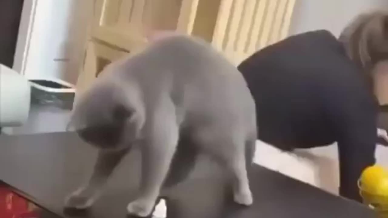 TRY NOT TO LAUGH WITH THIS LOVELY CAT
