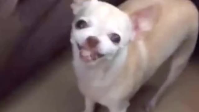 funny moments with animals 2021