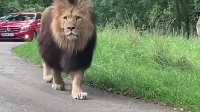 Lion walking down the road