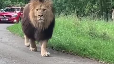 Lion walking down the road