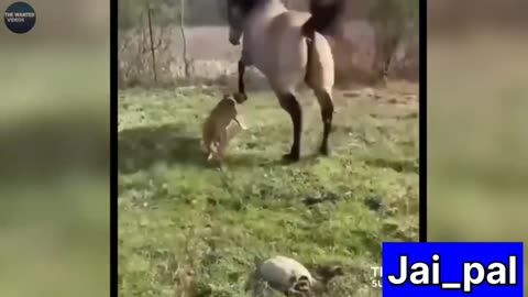 FUUNY ANIMAL VIDEOS / FUNNIEST ANIMAL MOMENTS CAUGHT ON CAM 14