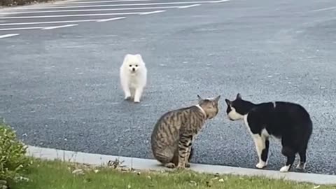 Cute And Funny Cats 😍😍😅😅 #viral #shorts #reels #cat #cats #pets #catsshare