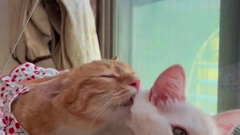 Mother's love overflows, I can't even lick my own hair.