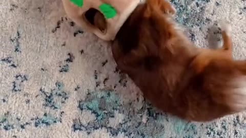 I think my dog is broken...