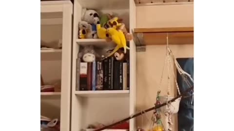funny animals