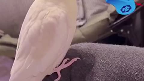 Beautiful tia bird 🦢