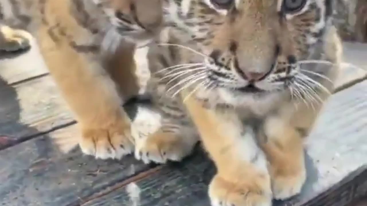 🐯 morning #kitty #foryou #fpy #cute #tiger #zoo"