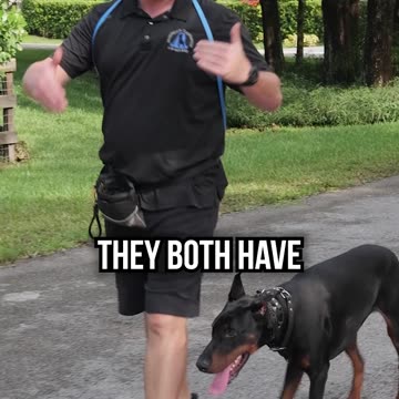 Do Doberman Pinscher Make Good Guarding Dogs?