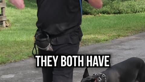 Do Doberman Pinscher Make Good Guarding Dogs?