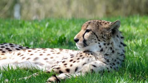 Lion status HD ultra video animals