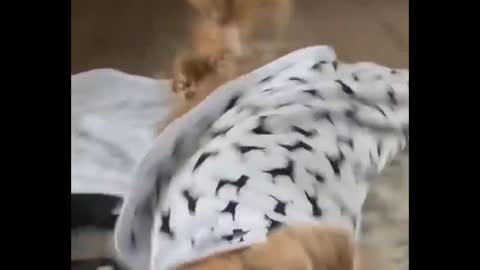 A Pet, Especially A Pet Lamb