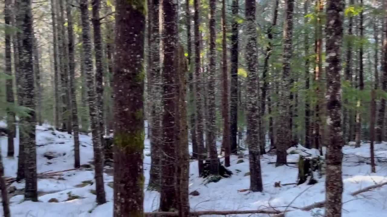 Rosie's Vlog #2 CAMPING DEEP IN THE WOODS