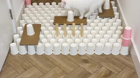 Smart Moving Cat 👏👏👏