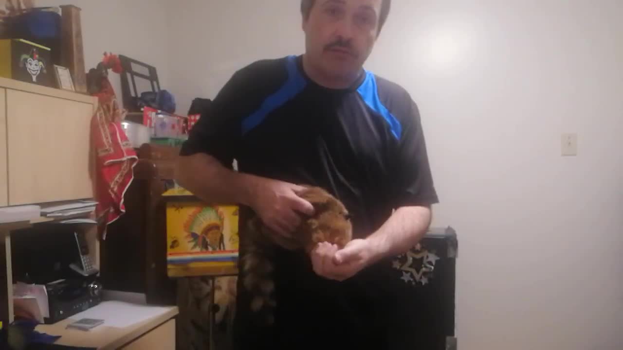 View how a Raccoon is split into three and miraculously is restored !!! *Zig Zag Raccoon