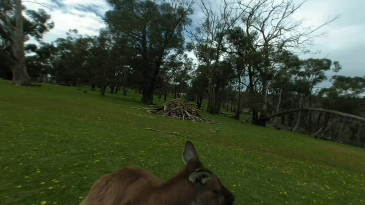 Feeding a Mother Kangaroo with Joey in pouch at Cleland Wildlife Park South Aust