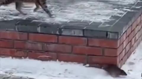 Real Life Tom & Jerry