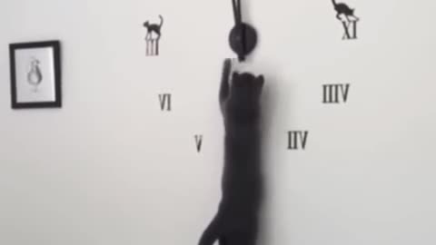 Funny cats and dogs