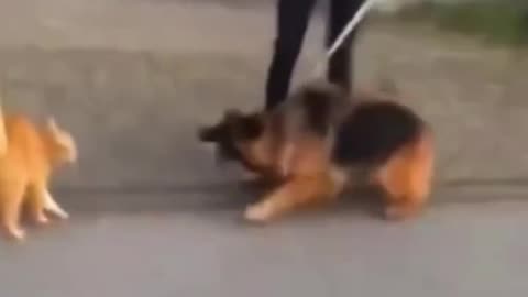 Savage cat