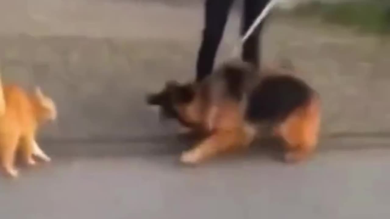 Savage cat