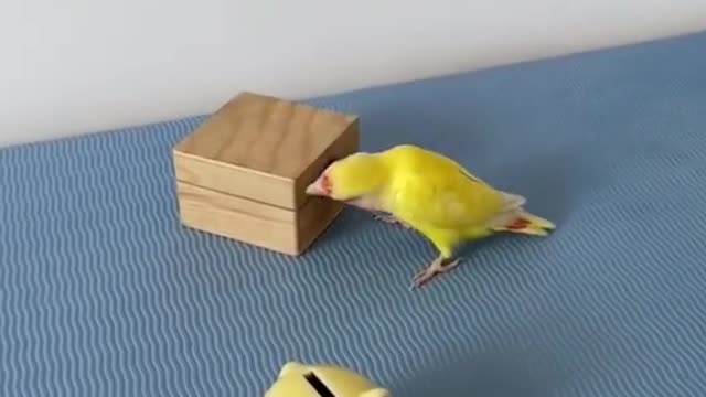 Smart🐒🐔🐧