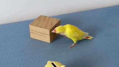 Smart🐒🐔🐧