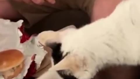 Funny cats videos ever 2023🐱 part 1