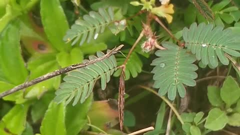 Mimosa pudica linn - Nidikumba