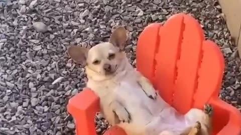 Cute Cat 😸 playing so funny 🤣 loving cats dogs with cute puppies