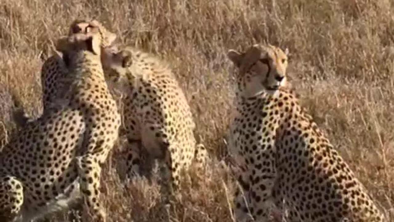 Funny Animal videos II - Fun tiger Videos Awesome Pets Funny video