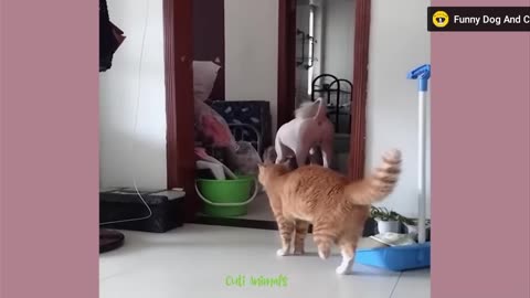 Funny animals videos #funnyanimals