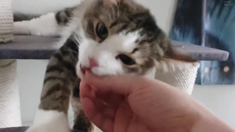 Don't take my legs, Hooman
