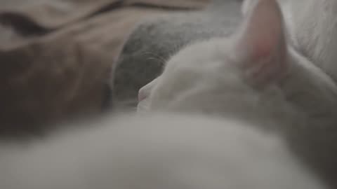 Cat sleeping