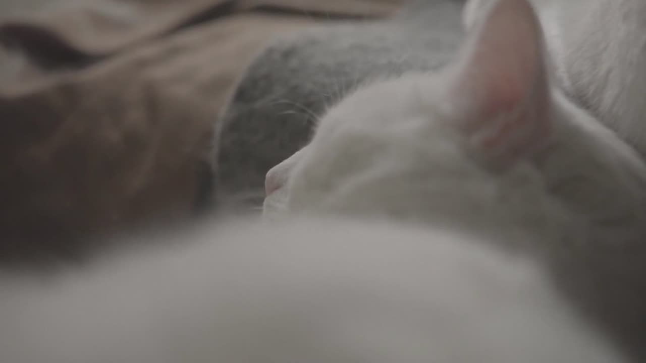 Cat sleeping