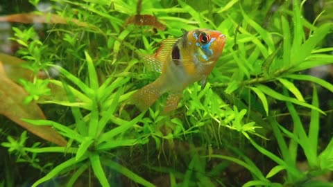 Beautiful fish in natural looking aquarium