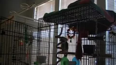 Parrot Sings 'Let The Bodies Hit The Floor'