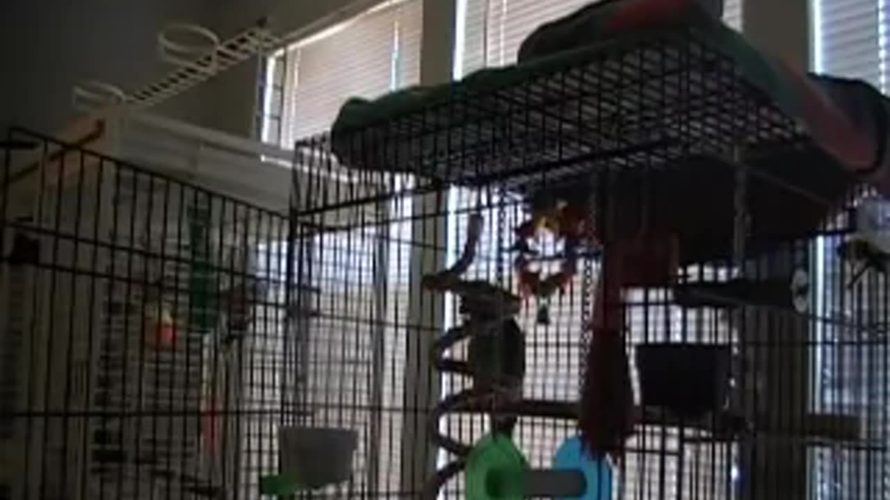 Parrot Sings 'Let The Bodies Hit The Floor'