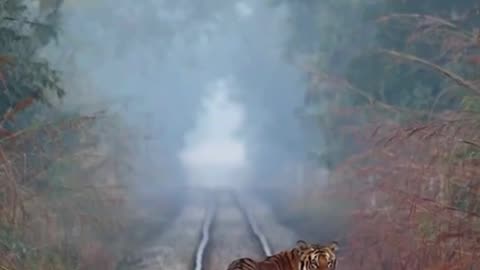 Tiger Walk on Railway