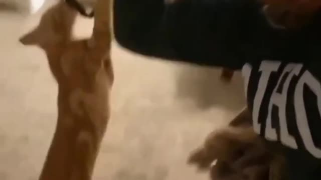 Trending Pet Animals😹Funny Fail ops Moments Clips