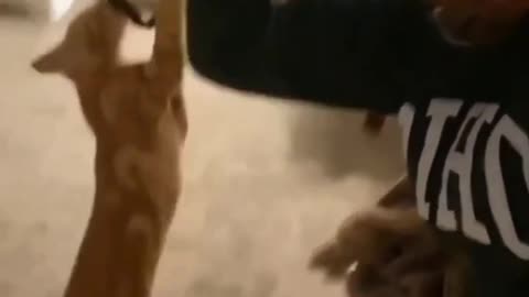 Trending Pet Animals😹Funny Fail ops Moments Clips