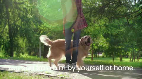 Develop your Dog's "Hidden Intelligence"
