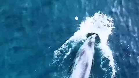 Penguin Actor