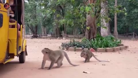 Monkey funny reaction video 😂