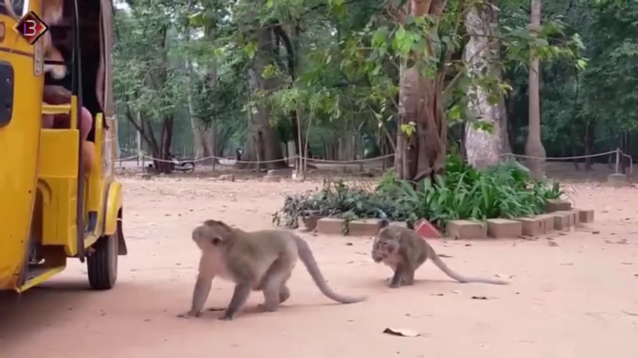 Monkey funny reaction video 😂