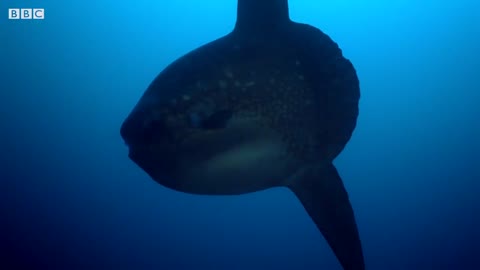 Rare Footage of Ocean Sunfish Getting Cleaned | BBC Earth